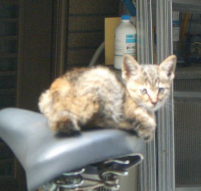 gatto4.jpg