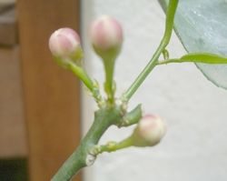 limone_fiore.jpg