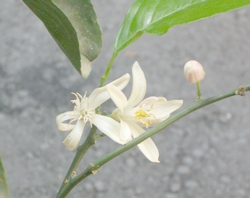 limone_fiore_aperto.jpg