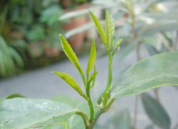 limone_new.jpg