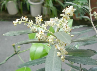 oliva_fiori3.jpg
