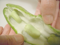 soramame2.jpg