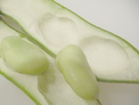 soramame3.jpg
