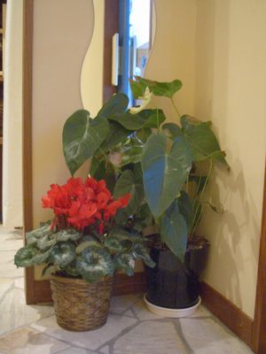 flower2.jpg