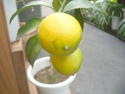 limone.jpg